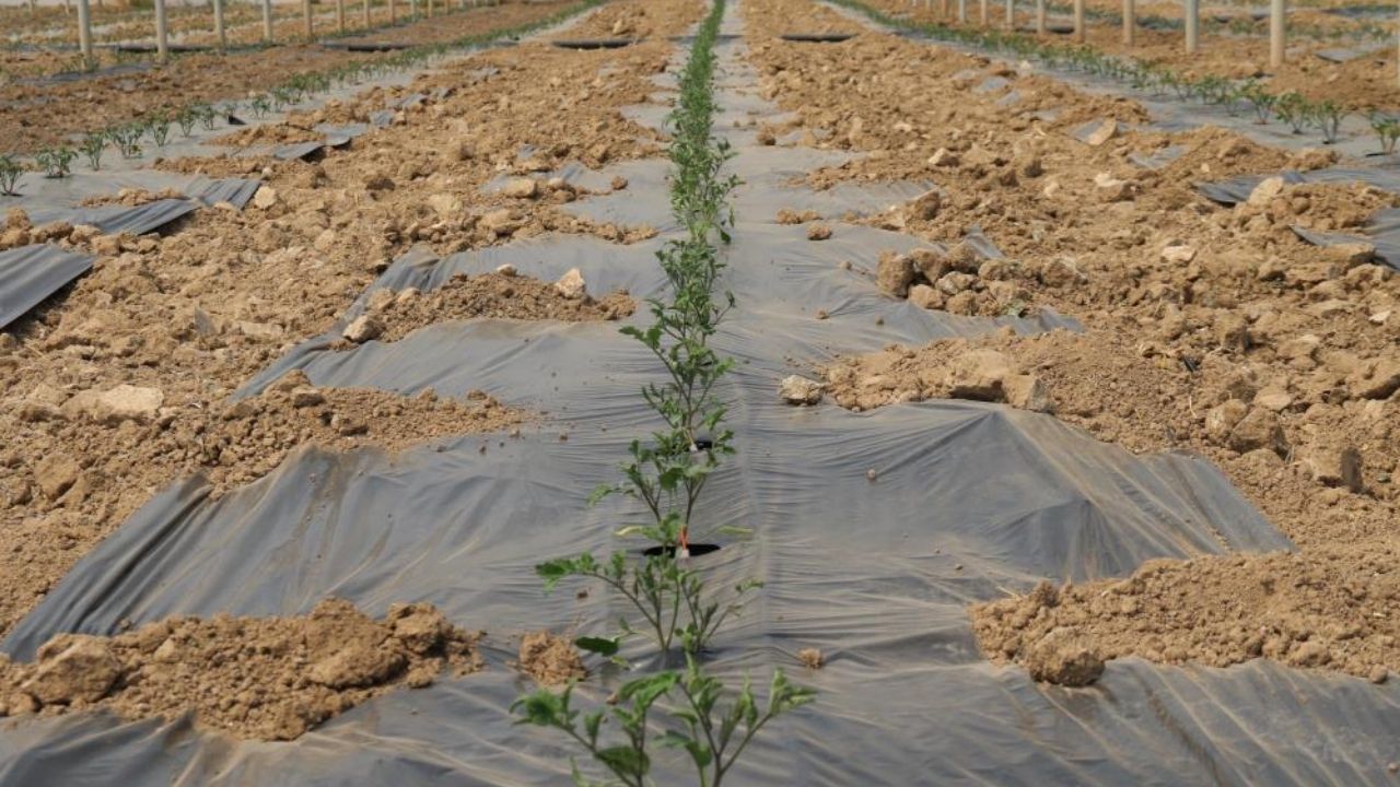 Ucuz sebze için tarih verildi! Seralarda hasat için gün sayılıyor